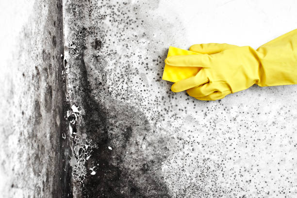 Best Black Mold Remediation in Cashmere, WA