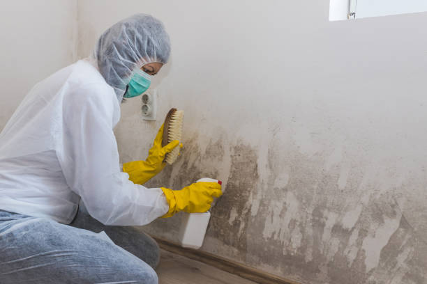 Best Kitchen Mold Remediation in Cashmere, WA