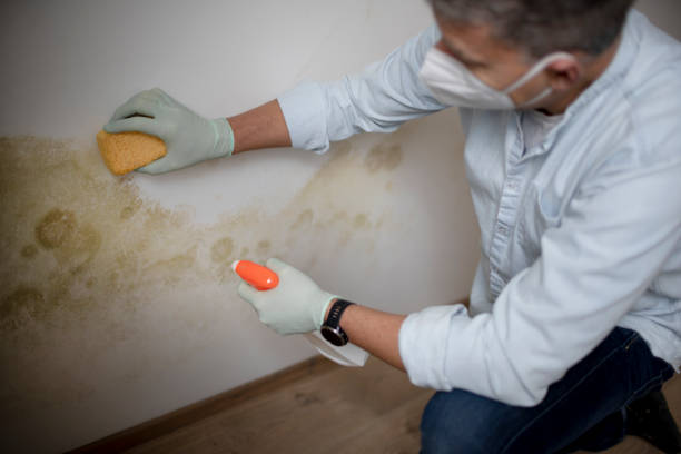 Best Attic Mold Remediation in Cashmere, WA