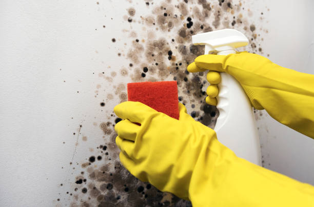 Best Residential Mold Remediation in Cashmere, WA