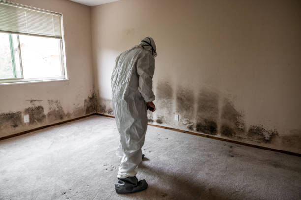 Best Residential Mold Remediation in Cashmere, WA