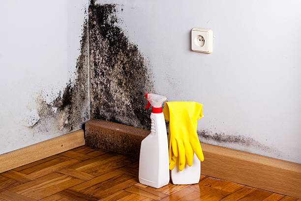 Best Post-Flood Mold Remediation in Cashmere, WA