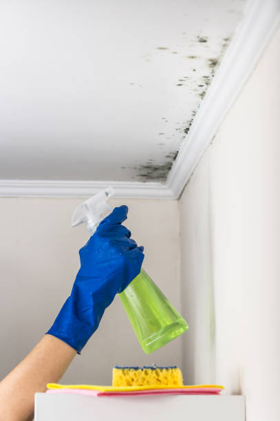 Best Localized Mold Remediation (e.g., coastal areas, humid climates) in Cashmere, WA