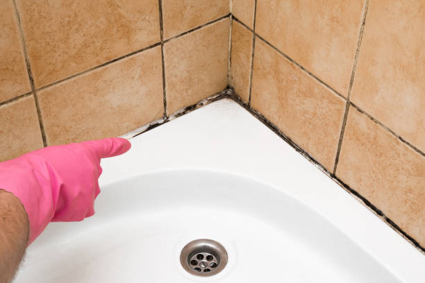 Best Crawl Space Mold Remediation in Cashmere, WA